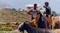 "دلیر" در قلب کوهستان چالوس می تپد