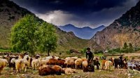 "دلیر" در قلب کوهستان چالوس می تپد