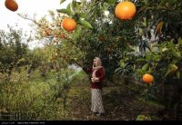 قصه دختر گل فروش چالوسی که در تهران زبانزد شده است+تصاویر