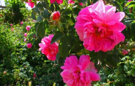 عطر گلاب و قصه دیگ‌های مسی گلابگیری در باغات ساری