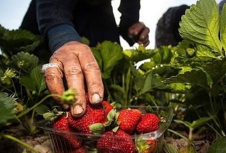 برداشت توت‌فرنگی در بهنمیر مازندران