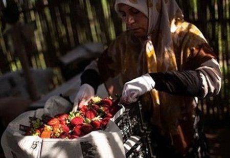 برداشت توت‌فرنگی در بهنمیر مازندران