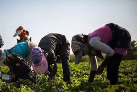برداشت توت‌فرنگی در بهنمیر مازندران