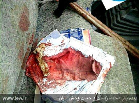 جنگلبان شهرستان نور بر اثر شلیک قاچاقچیان چوب به شهادت رسید