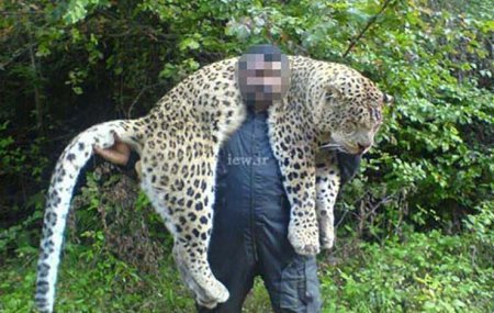عامل کشتار یک قلاده پلنگ مازندران به دو سال حبس محکوم شد+عكس عامل کشتار یک قلاده پلنگ مازندران به دو سال حبس محکوم شد+عكس