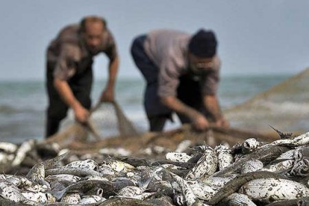 آمارسازی های دروغین اداره کل شیلات برای استاندار مازندران !+ سند